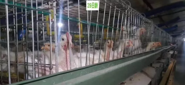 雞舍通風(fēng)時對風(fēng)機(jī)時控和溫控的理解 雞舍通風(fēng)時對風(fēng)機(jī)時控和溫控的理解